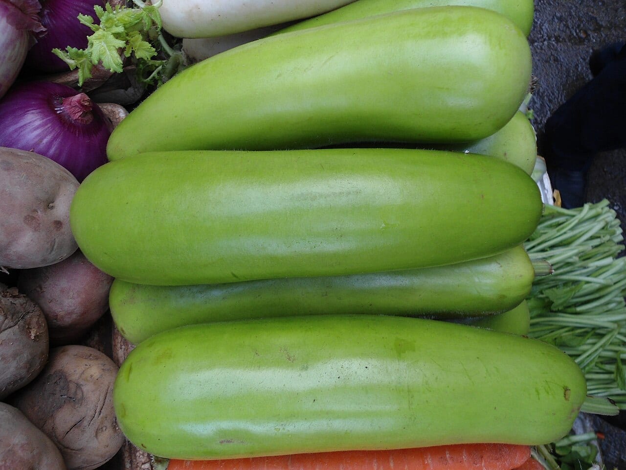 Long Squash