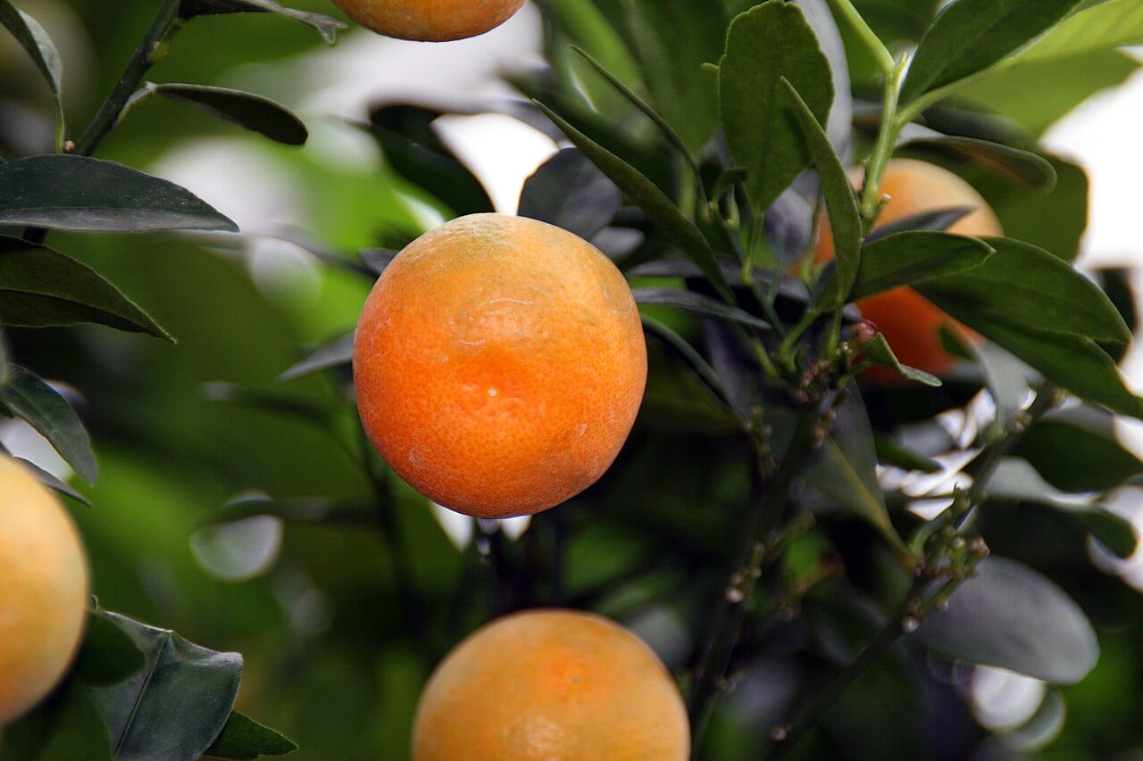 Calamansi