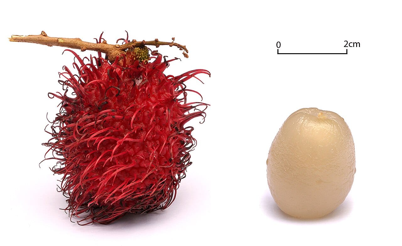Rambutan grown at Kona Cloud Farm