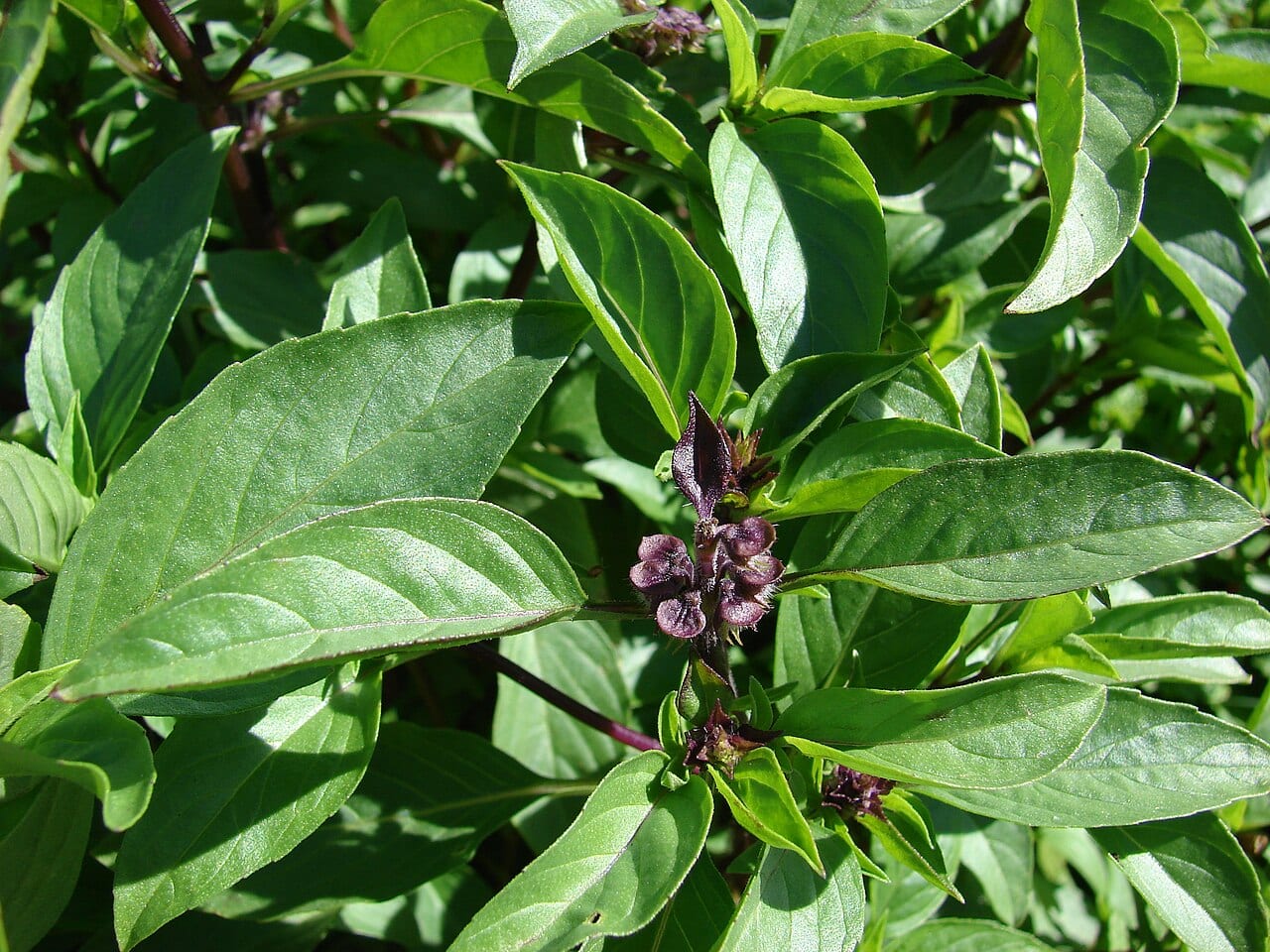 Thai Basil grown at Verdant Row